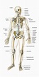 Pin von Jhean Means auf Anatomie | Anatomie lernen, Menschlicher körper ...