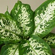 Dieffenbachia 'Tropic Snow' | Indoor Plant | Tropical Plant | Potted ...