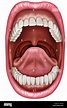 Anatomía de la boca abierta mostrando los componentes Fotografía de ...