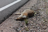 New Jersey’s Killing Road Study Examines How Wildlife Does or Doesn’t ...