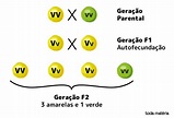 Leis de Mendel: resumo e contribuição para a Genética - Toda Matéria
