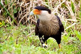 Free picture: northern crested, caracara, bird