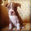 cute baby pitbull | Pitbulls, Cute puppies, Puppies