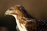 Ann Brokelman Photography: Swainson Hawk, Western Red-Tailed Hawk at ...