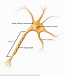 Células nerviosas - Mayo Clinic