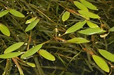 Potamogeton (Potamogetonaceae) image 14707 at PlantSystematics.org