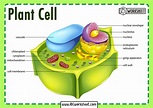 10+ Plant Cell Diagram Explanation Gif | Diagram Printabel