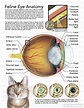 Scientific Illustration | cjohnstonbioart: Feline Eye Anatomy (2016)
