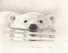 Polar Bear IV - Pencil drawing by Candy Witcher | Polar bear drawing ...