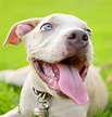 Blue Nose Pitbull Facts, Fun, Pros and Cons of a Blue Nosed Pup