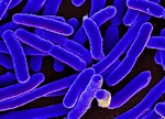 File:E. coli Bacteria (16578744517).jpg - Wikimedia Commons