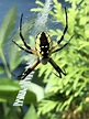 Female Argiope aurantia (Black and Yellow Garden Spider) in Columbia ...