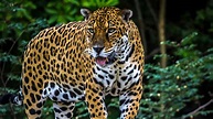 Jaguar, el enorme y mítico felino de América que sigue sobreviviendo