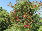 Ramblerrose 'Chevy Chase' - Rosa 'Chevy Chase' - Baumschule Horstmann