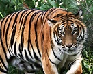 File:Tigre de Bengala-Panthera tigris tigris.jpg - Wikimedia Commons