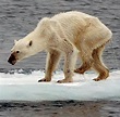 Klimawandel: Eisbären auf Spitzbergen haben sich vermehrt - WELT