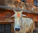 Holy Cows: Hinduism's Blessed Bovines