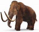 Woolly Mammoth Facts | When Did Mammoths Live | DK Find Out