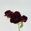 Burgundy Roses | ubicaciondepersonas.cdmx.gob.mx