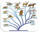 LA CLASSIFICAZIONE DEGLI ANIMALI | Il Mondo degli Animali