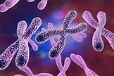 کروموزوم چیست | تعداد کروموزوم های انسان چقدر است؟