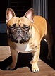 French Bulldog - Wikipedia