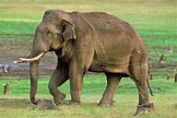 Bull asiatic elephant, Elephas maximus, Nagarahole National Park ...