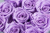 18 Rose Color Meanings That Are Just More Than Romantic – Facts Bridage