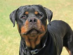 Renata - perro adopción Rottweiler - Perrera de los Barrios