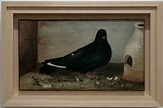 RUIZ-BLASCO José 1895 Pigeon | José RUIZ-BLASCO (Père de Pic… | Flickr