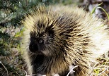 ENCYCLOPEDIA OF ANIMAL FACTS AND PICTURES: PORCUPINE