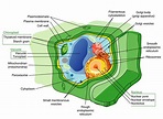 plant cell structure large | Radical Botany