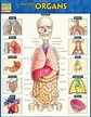 Right Side Women's Body Human Body Organs - Human Body: Organs on the ...
