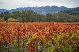 Napa Valley Vineyards in Fall - Sights Better Seen