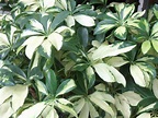 Online Plant Guide - Brassaia actinophylla 'Charlotte' / Charlotte ...