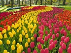 Primavera na Europa: 5 locais para ver campos de flores - 29/05/2019 ...