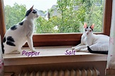 Salt + Pepper – Tierschutz-Team-Koeln e.V. | Katzen + Hunde Vermittlung