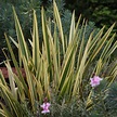 Buy New Zealand flax Phormium Apricot Queen: £18.39 Delivery by Crocus ...