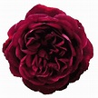 Burgundy Garden Rose