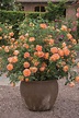 7 conseils pour cultiver un rosier en pot Container Roses, Container ...