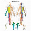Cutaneous Innervation Of Peripheral Nerves Chiropractic Poster 18 X 24 ...