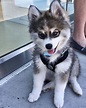 Norman The Husky-Pomeranian Mix Is One Adorable Puppy