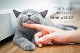 45 Best Cat Quotes for Every Occasion | Shutterfly