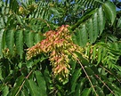 Ailanthus altissima - EcuRed