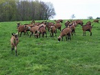 Nos chèvres sont saisonnées - GAEC Dubrion, la ferme des ligerots ...