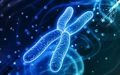 Las 12 partes de los cromosomas (características y funciones)