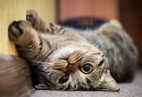 12 telltale signs your cat is happy | Reader's Digest Australia