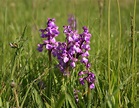 Wild Orchid in North America | OrchidsMadeEasy.com