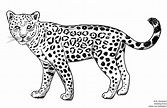 drawing of jaguar – Line art illustrations