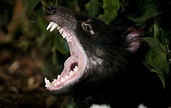 El demonio de Tasmania al borde de la extinción | RTVE.es